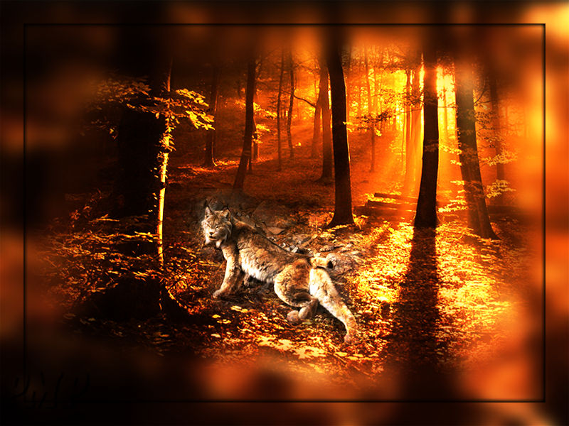 Autumn Lynx.jpg