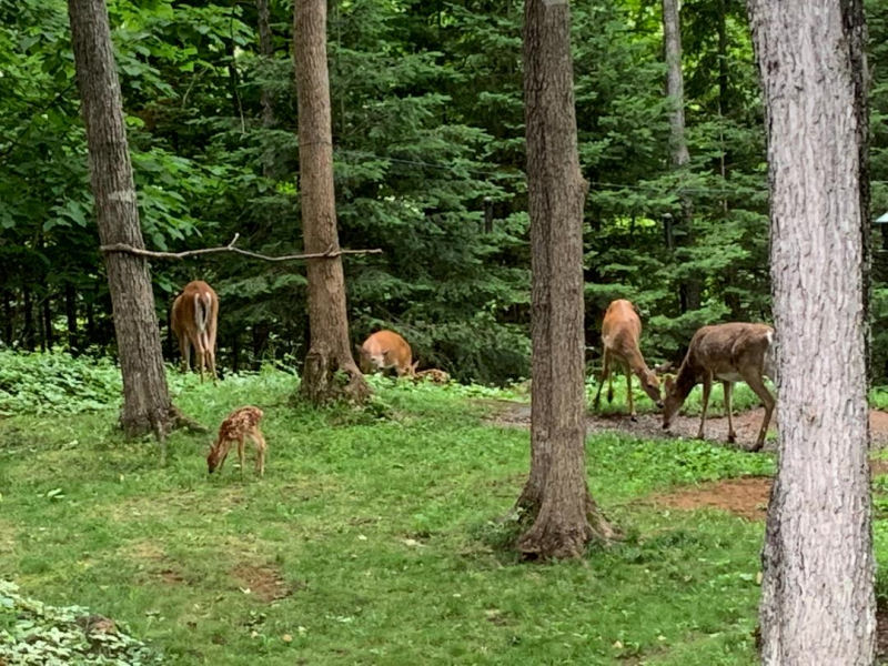 herd of deer.jpg