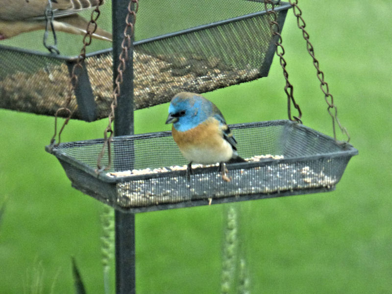 Eastern bluebird -Shirley.JPG