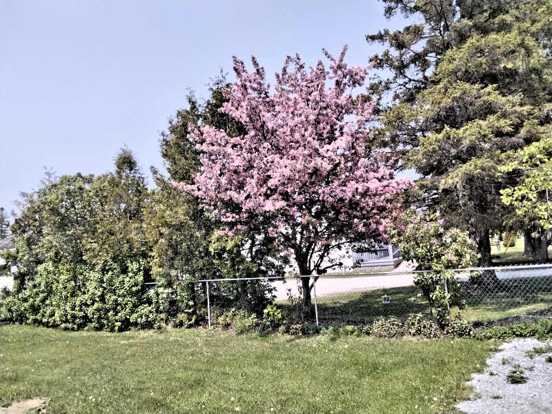 Flowering Crab Tree - Amy.jpg