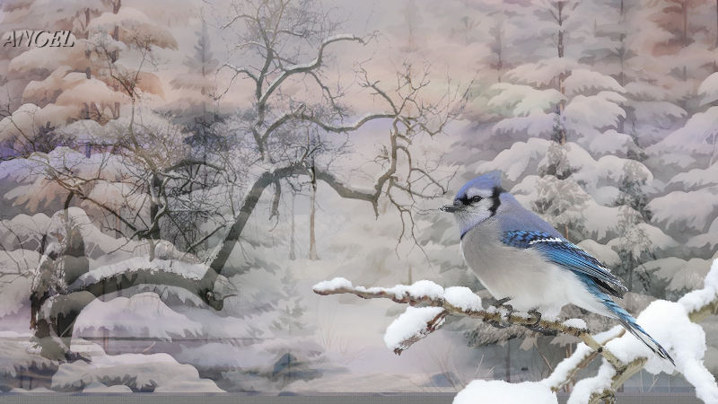 Winter Jay.jpg