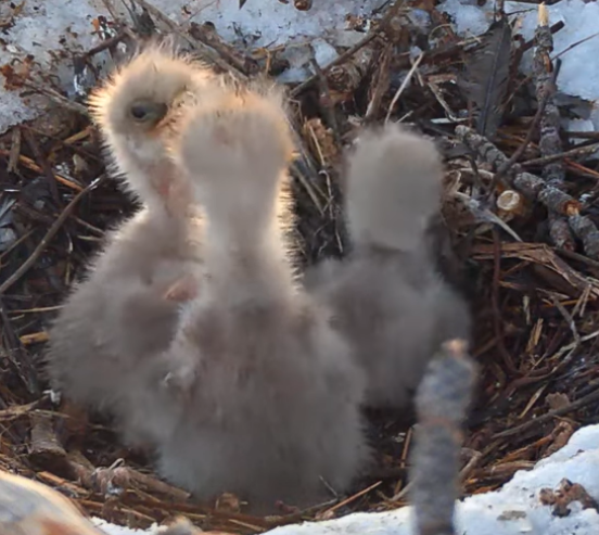 Screenshot 2025-03-09 at 11-05-15 (1426) Big Bear Valley Eagle Nest Cam - Giant Eaglet #1 & #2 Combat🥊While #3 Enjoys Breakfast@FOBBVCAM - YouTube.png